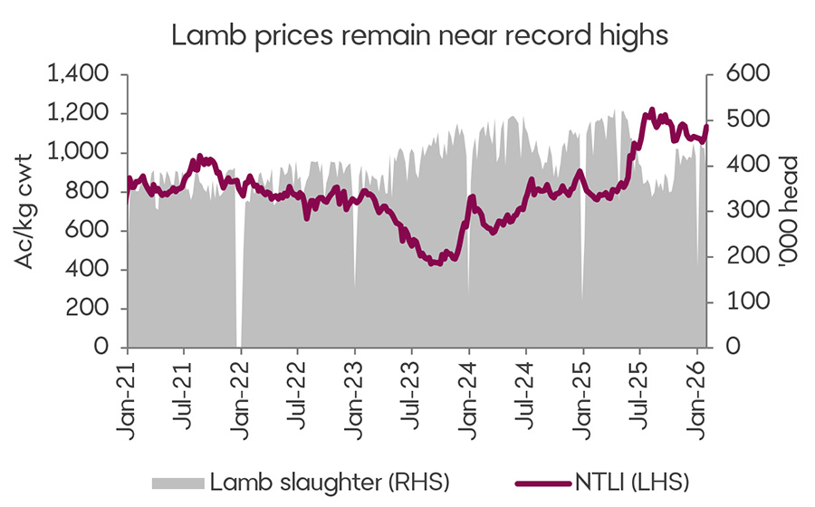 A graph showing the National Trade Lamb Indicator and lamb slaughter between January 2021 and now. Lamb prices have remained near historical highs, will slaughter rates have eased.  